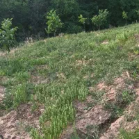 باغ کشاورزی|فروش دفتر صنعتی، کشاورزی، تجاری|آذرشهر, |دیوار