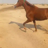 شوش|اسب و تجهیزات اسبسواری|شوش, |دیوار