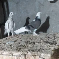 فروش دو عدد کبوتر