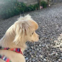 واگذاری سگ|سگ|کوچصفهان, |دیوار