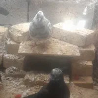 دوکبوترپلنگ وشهاب سنگی