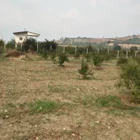 فروش-یک-قطعه-باغ-اناری-فنس-کشی-شده-روستای-نوچمن