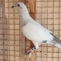شامی بی خط و خط سفید دورنگ