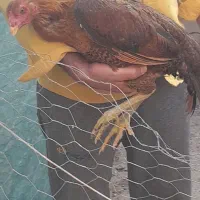 مرغ لاری|حیوانات مزرعه|نیشابور, مازول|دیوار