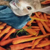 فرش اتاق کودک نو نو|فرش|کرج, ساسانی (قلمستان)|دیوار