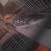 عروس پاریس نر و ماده