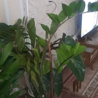 گل طبیعی و گلدان|گل و گیاه طبیعی|تهران, نازیآباد|دیوار