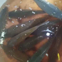 کپور و آمور و فیتی فاک|ماهی|شیروان (خراسان), |دیوار