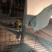 دوکت قنار|پرنده|محمدشهر, محمدشهر|دیوار