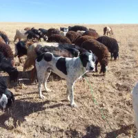 سلام یکعددسگشیشماهمیکس