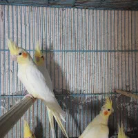 عروس هلندی لوتینو زعفرانی|پرنده|قم, هنرستان|دیوار