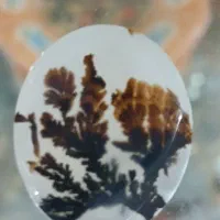 شجر قائن اصل با منظره ای واضح