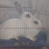 ۳ عدد خرگوش یک ماهه