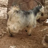 بیگ داشتی|حیوانات مزرعه|اردل, |دیوار