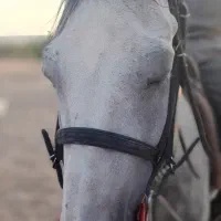 دو عدد اسب نژاد کورد|اسب و تجهیزات اسب‌سواری|دماوند, دماوند|دیوار