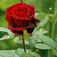 سیمکارت 912کد ۷