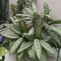 گل آگلونما|گل و گیاه طبیعی|محمدیه-قزوین, |دیوار