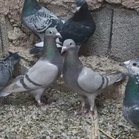 نرومادهسوسنی پلاکی کفتر