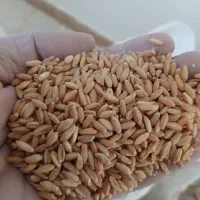 فروش گندم