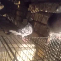 فروش کفتر عتیقه پلاکی بهبهانی