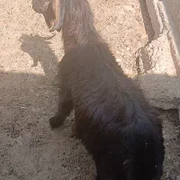فروش کهره