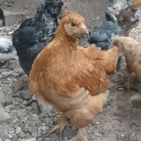 جوجه نیمچه گلین برهما مرندی لاری گلپایگانی محلی|حیوانات مزرعه|مرزن‌آباد, |دیوار