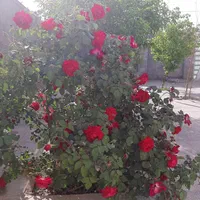فروش خانه دلنشین و در بهترین نقطه پهله زرین آباد .|فروش خانه و ویلا|دهلران, |دیوار