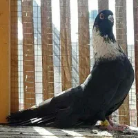 کفتر موشی یا مصری