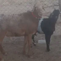 قوچ چینی درجه یک