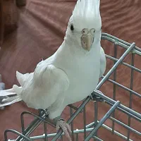 عروس هلندی