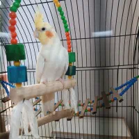 عروس هلندی جفت با5تخم