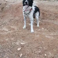 سگ نر قدرجونی