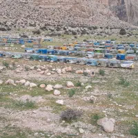 زنبور عسل ۵ -۶-۷قاب|حیوانات مزرعه|ششده و قره بلاغ, |دیوار