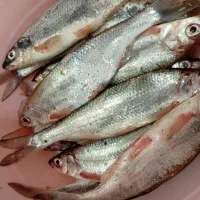 کاس کولی و سیاه کولی تازه تازه