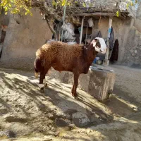 گوسفند مهربان نسل قدیم|حیوانات مزرعه|قلقل رود, |دیوار