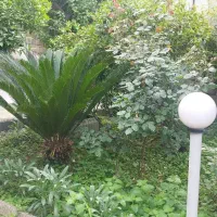 ویلا پای کوه|اجارهٔ کوتاهمدت ویلا و باغ|لاهیجان, لیالستان|دیوار