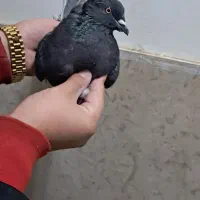 کفتر|پرنده|صباشهر, |دیوار