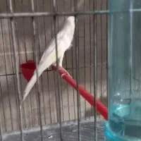 قناری نر سوپری