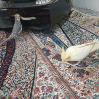 عروس لوتینو معاوضه با زرد کرمونی ماده