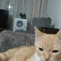 گربه خانگی|گربه|مراغه, |دیوار