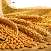 خریدار گندم ب صورت نقدی