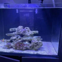 آکواریوم آب شور|ماهی|قم, دروازه ری|دیوار