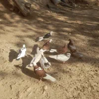 جوجه کبوتر