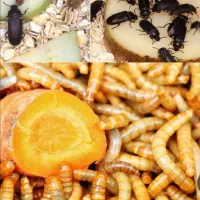 کارگاه یک روزه پرورش خانگی کرم میلورم