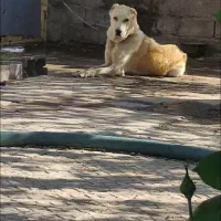 برای فروش سگ نگهبان