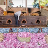 گل محمدی خشک وگلاب دو آتیشه امسال