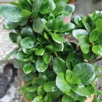 گل قاشقی وگل پدیلانتوس|گل و گیاه طبیعی|لاهیجان, لاشیدان|دیوار