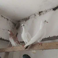 کبوتر تزیینی درجه یک فروش و معاوضه|پرنده|رشت, پیرکلاچای|دیوار