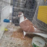 دوعدد کفتر ساده نر مگسی و سرخ