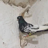 ۹تا کفتر|پرنده|مرودشت, محمد آباد|دیوار